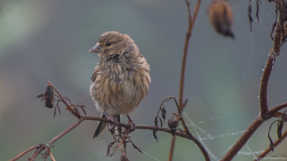 Eurasian Linnet - ML643145770