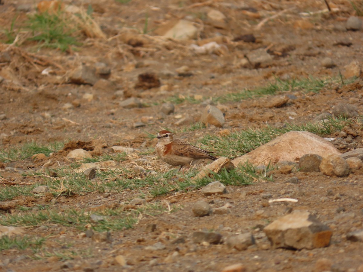 Red-capped Lark - ML643145773