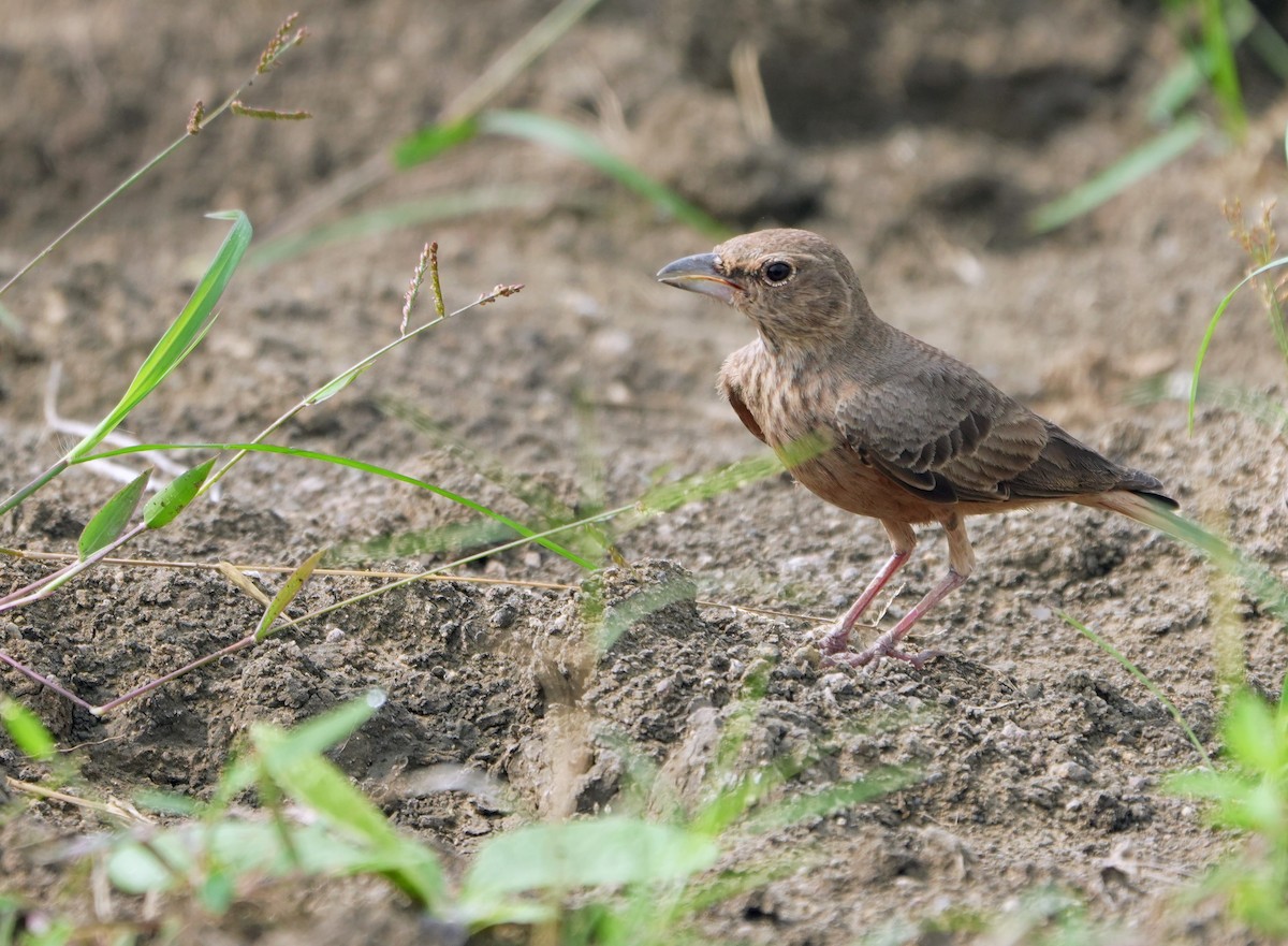 Rufous-tailed Lark - ML643145775
