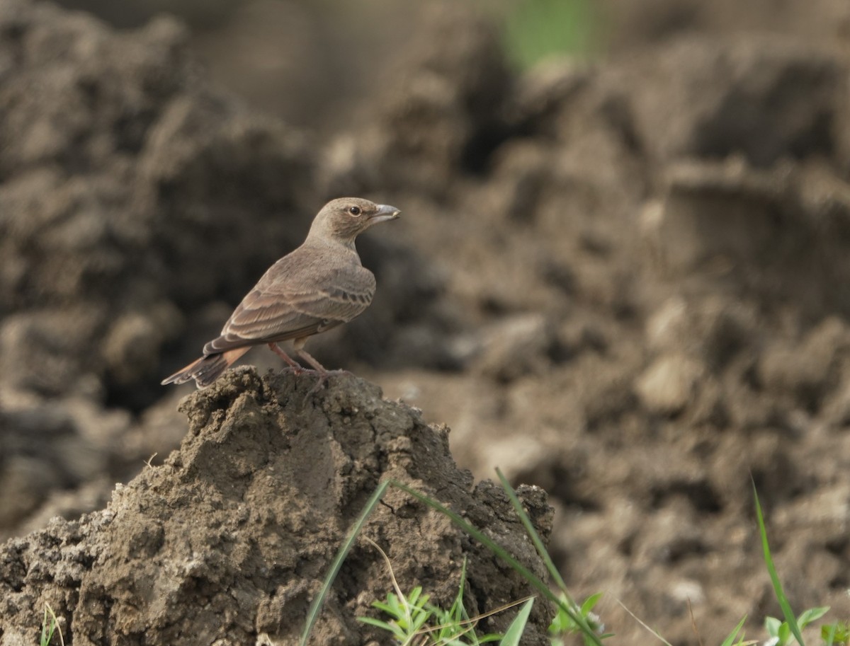 Rufous-tailed Lark - ML643145776