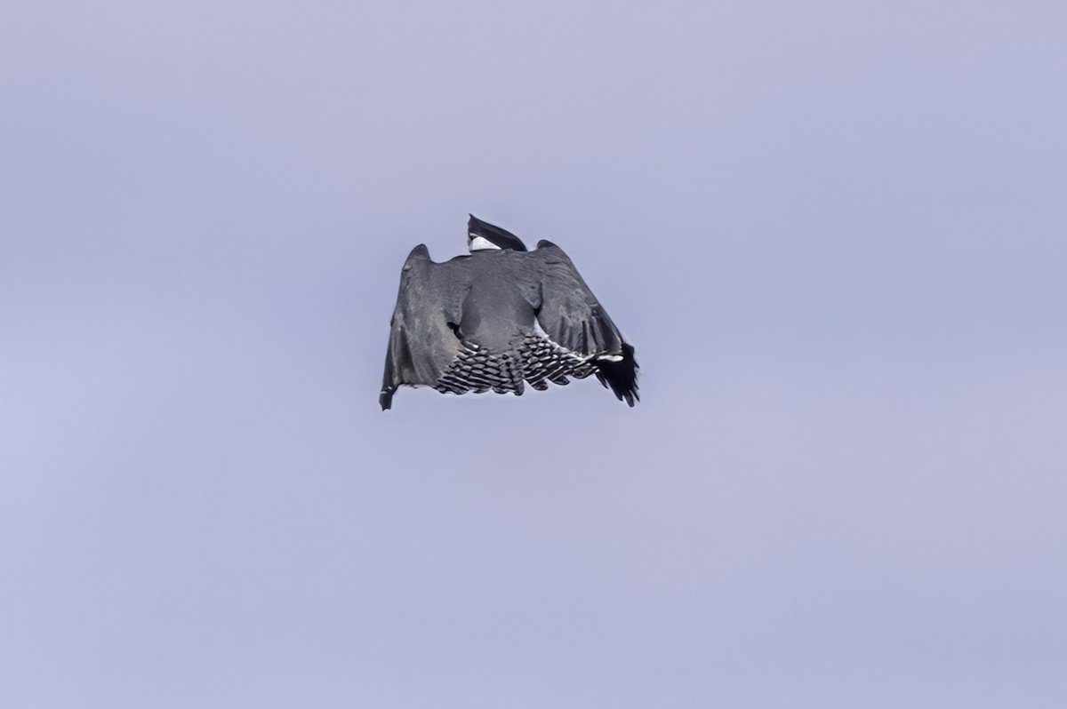 Belted Kingfisher - ML643145777