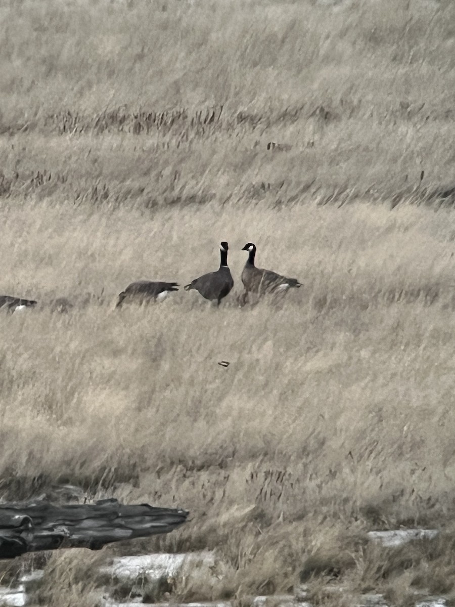 Cackling Goose - ML643145780