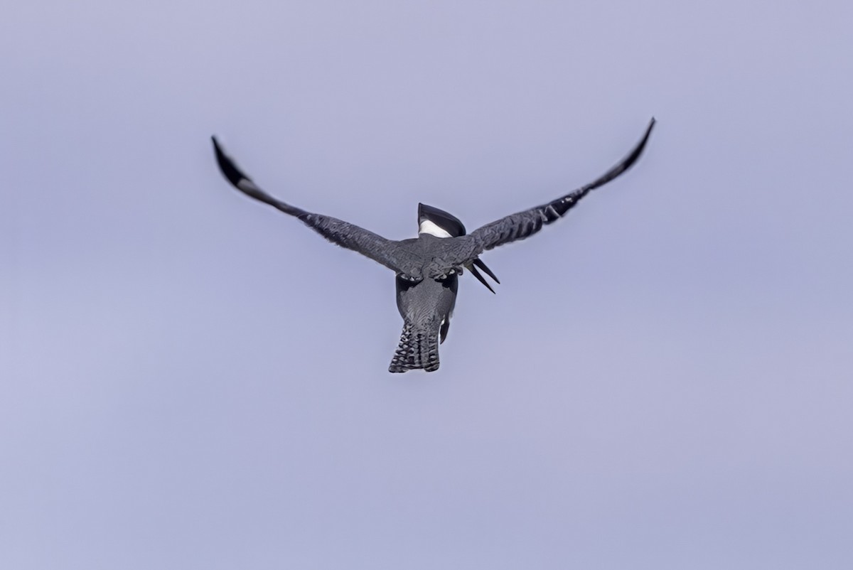 Belted Kingfisher - ML643145783
