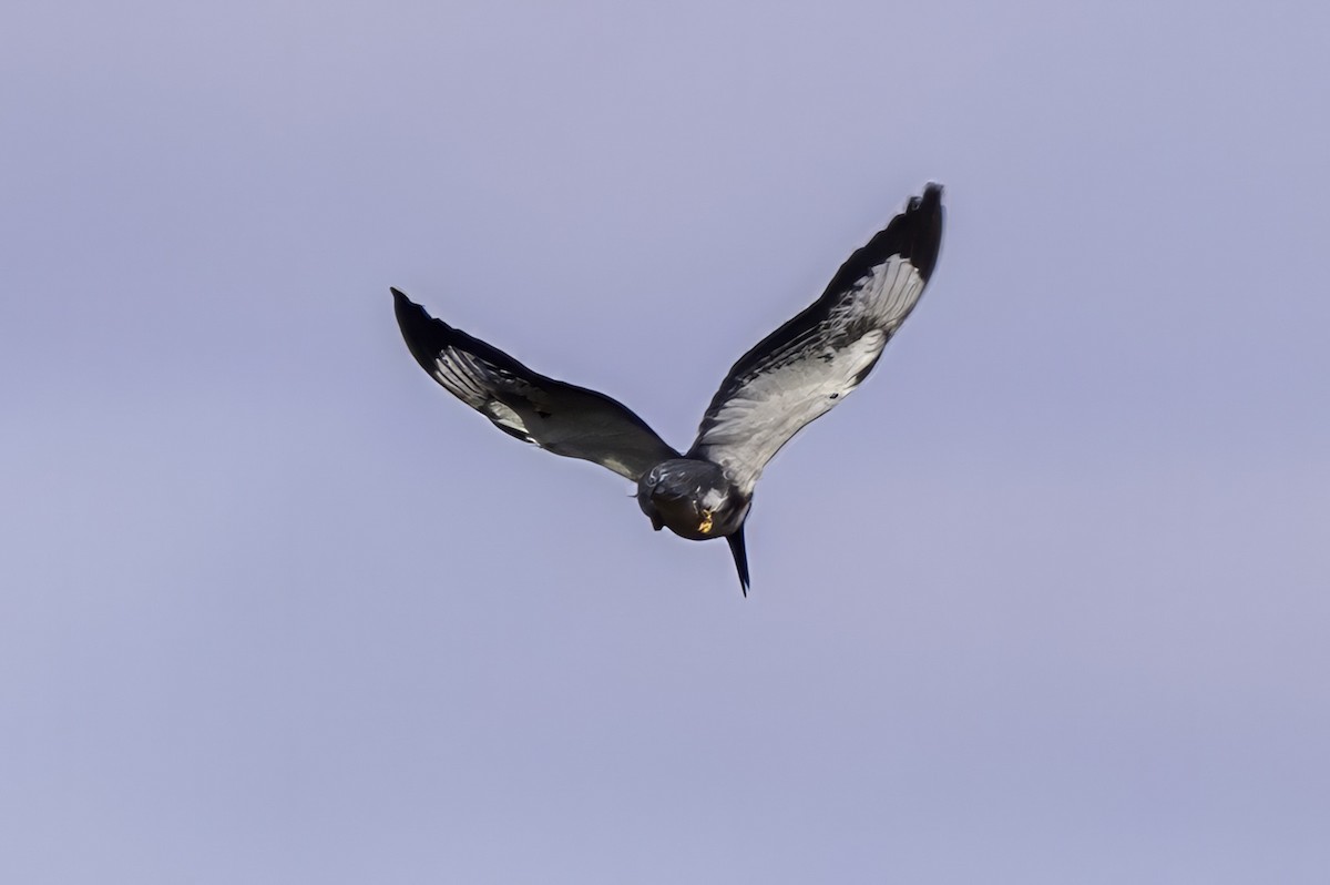 Belted Kingfisher - ML643145786