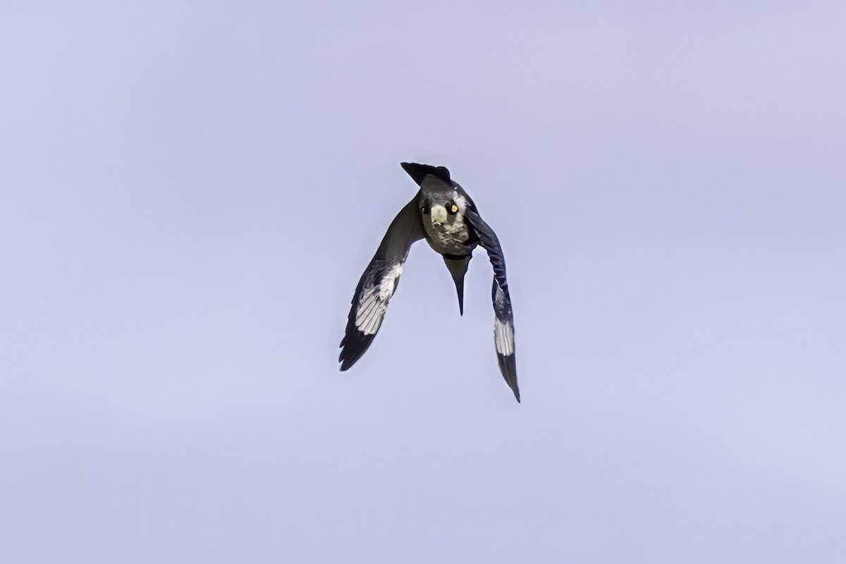 Belted Kingfisher - ML643145790