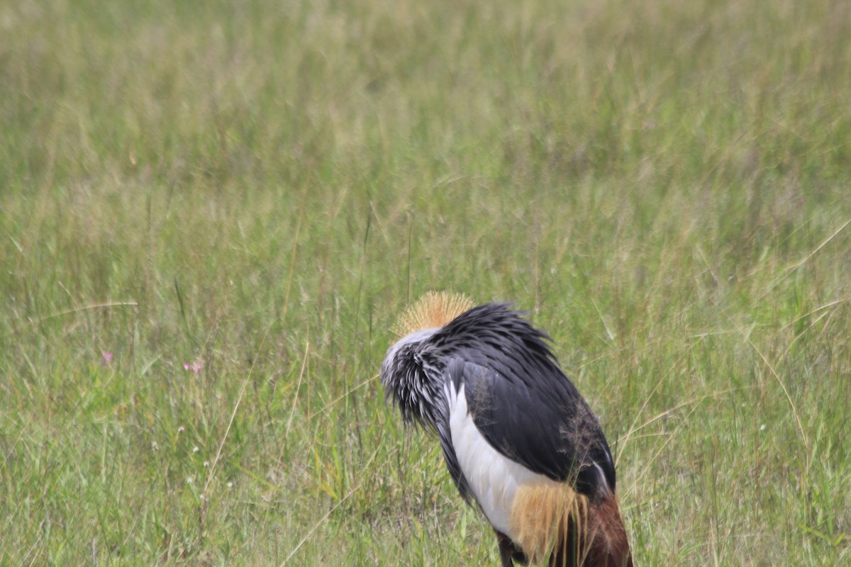 Gray Crowned-Crane - ML643145792
