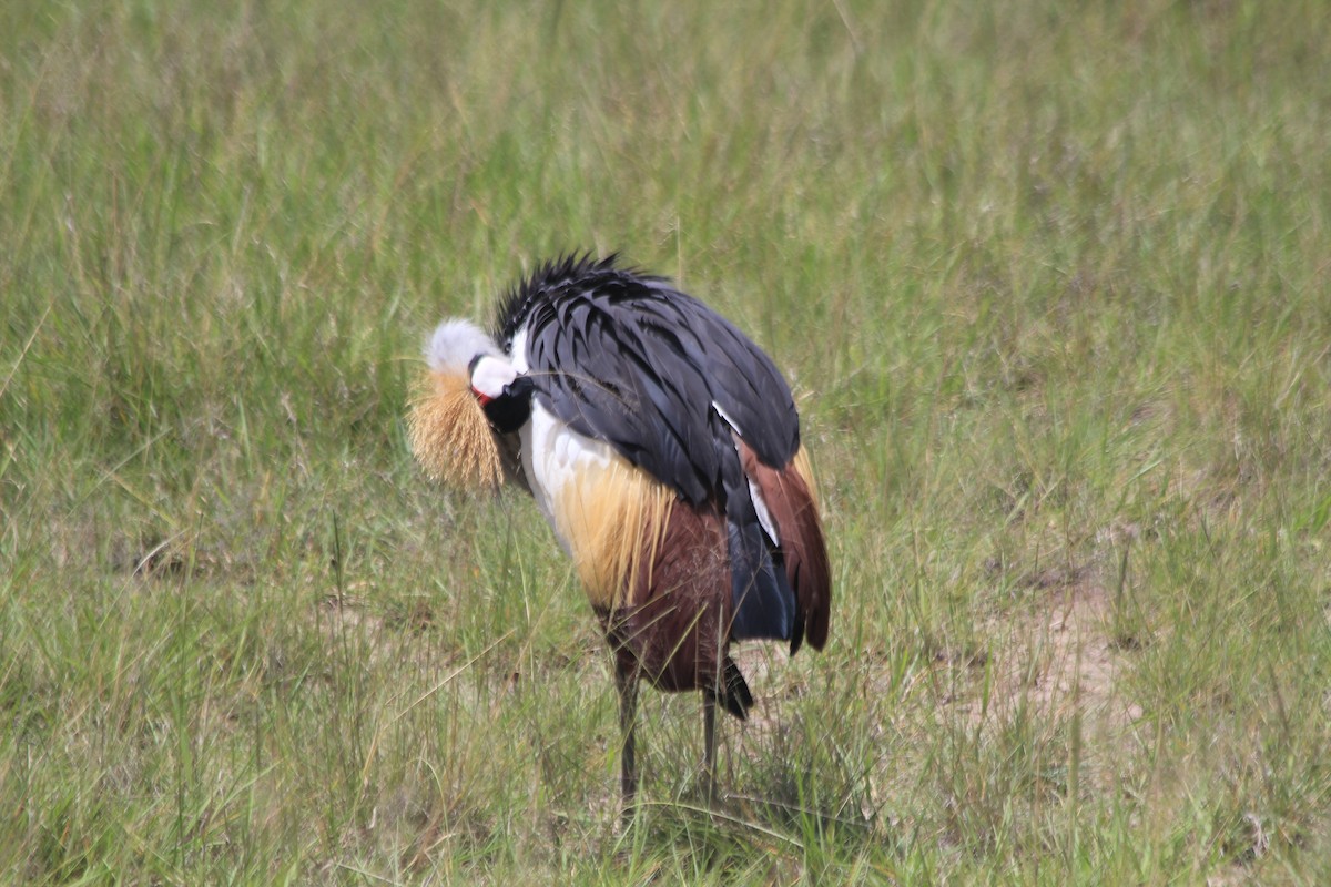Gray Crowned-Crane - ML643145793