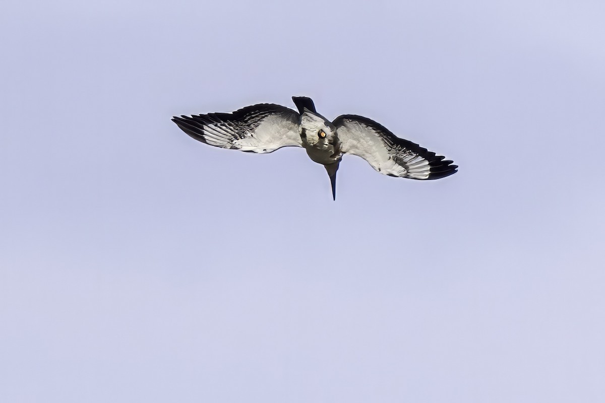 Belted Kingfisher - ML643145794