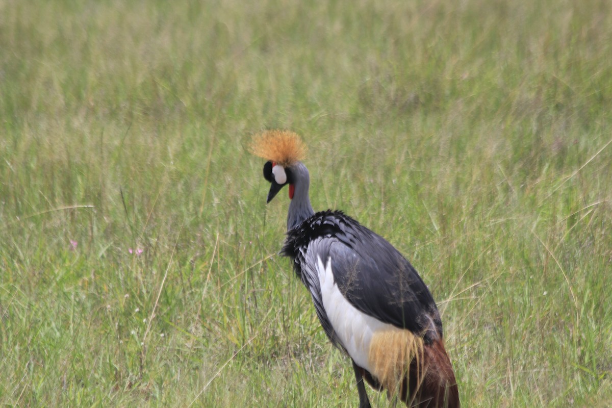 Gray Crowned-Crane - ML643145795