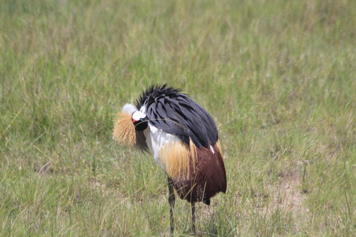 Gray Crowned-Crane - ML643145796