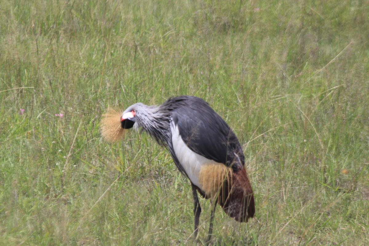 Gray Crowned-Crane - ML643145797
