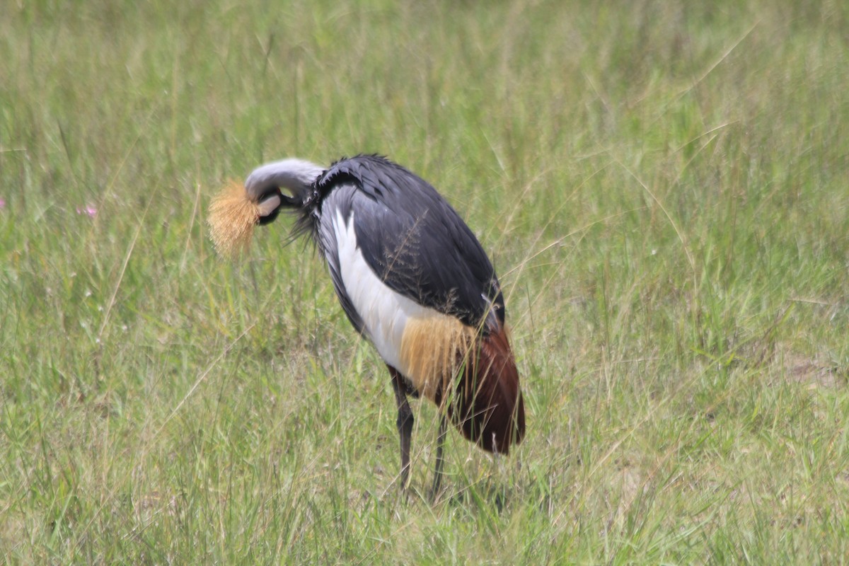 Gray Crowned-Crane - ML643145798