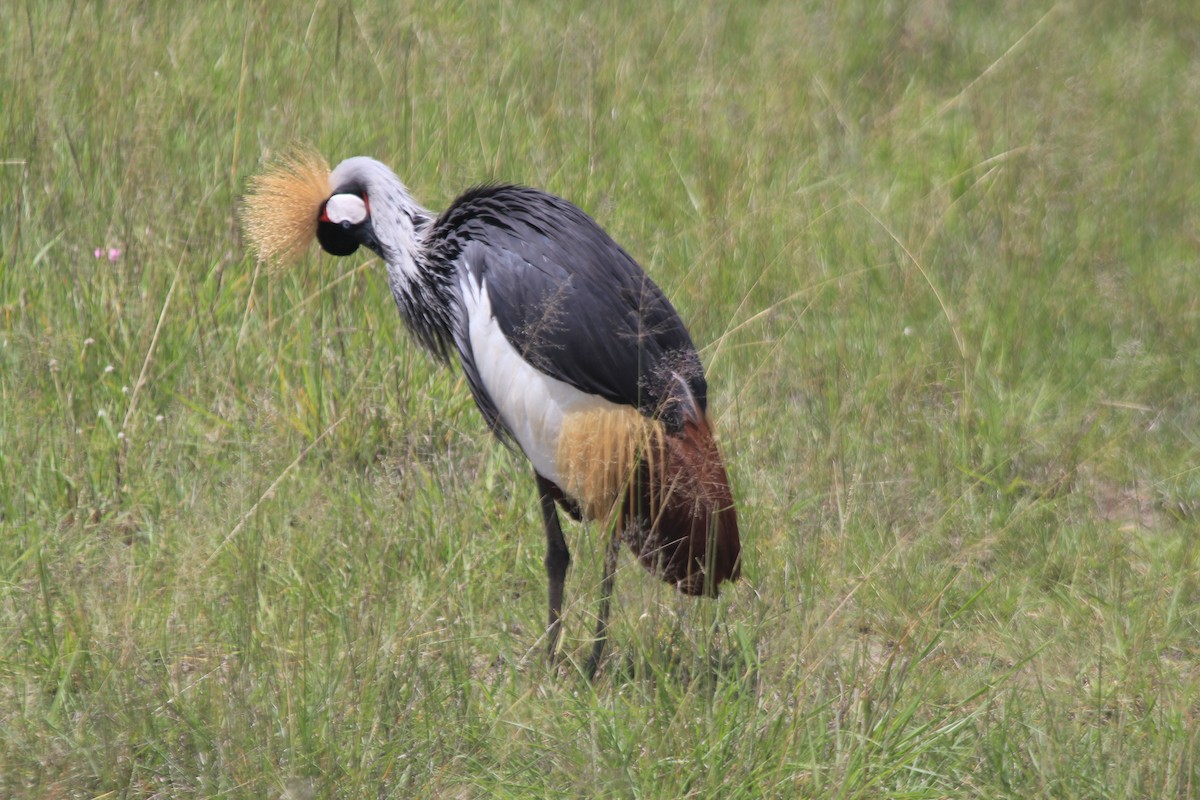 Gray Crowned-Crane - ML643145799