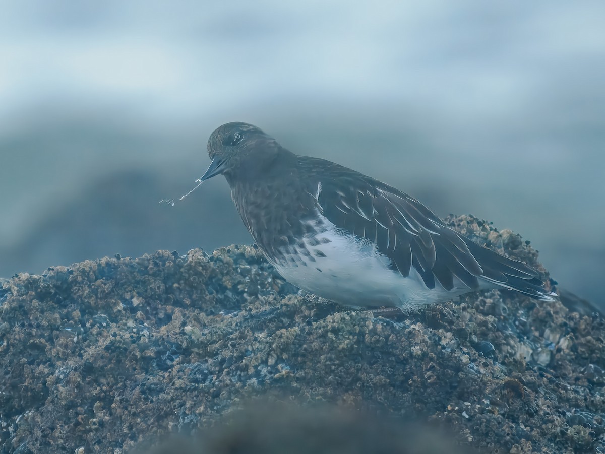 Black Turnstone - ML643145800