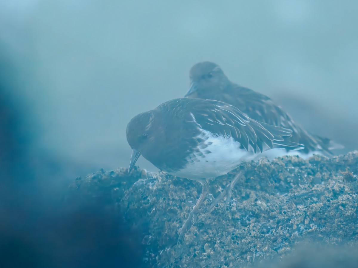 Black Turnstone - ML643145801