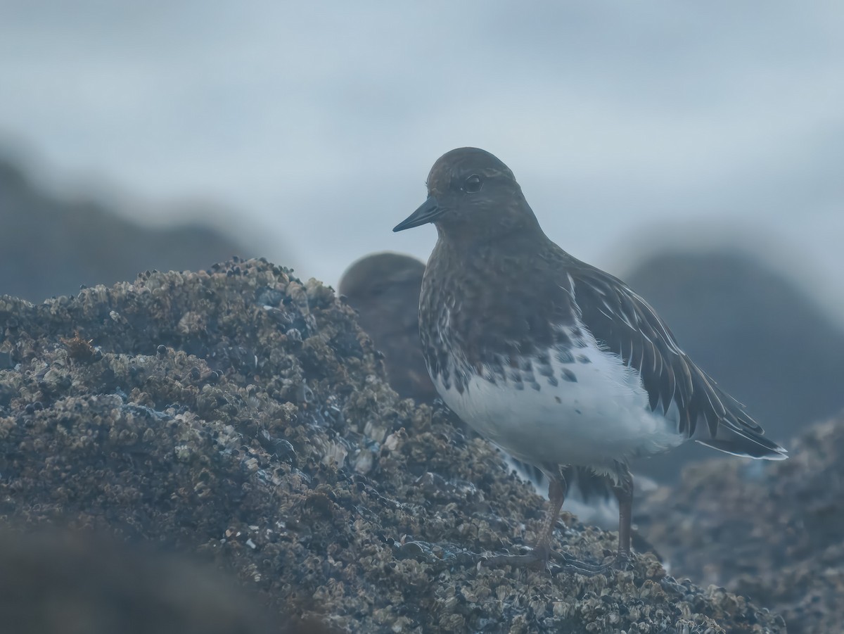 Black Turnstone - ML643145802
