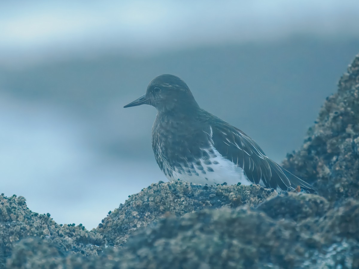 Black Turnstone - ML643145803