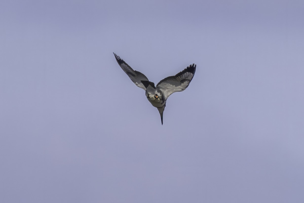 Belted Kingfisher - ML643145804