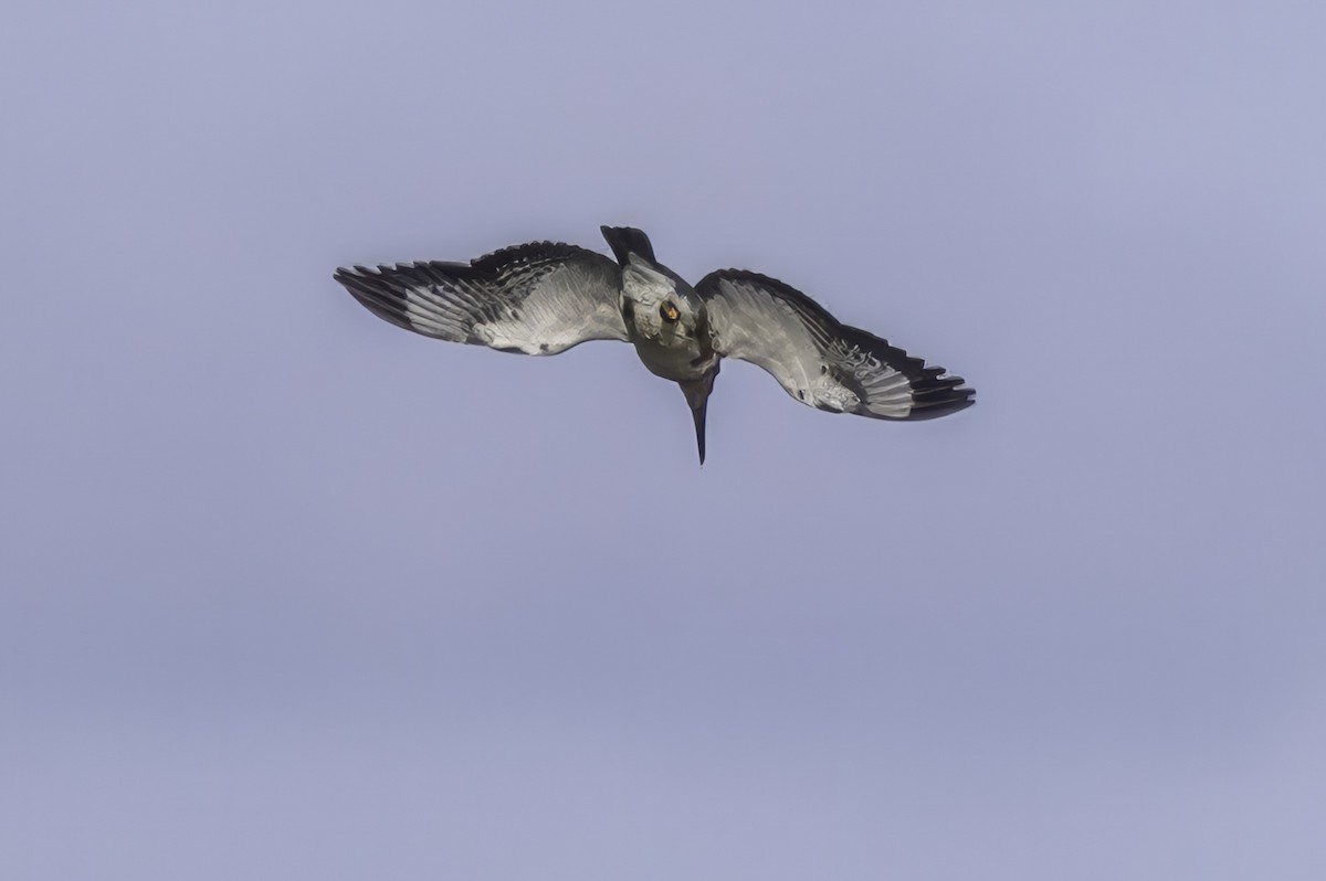 Belted Kingfisher - ML643145807