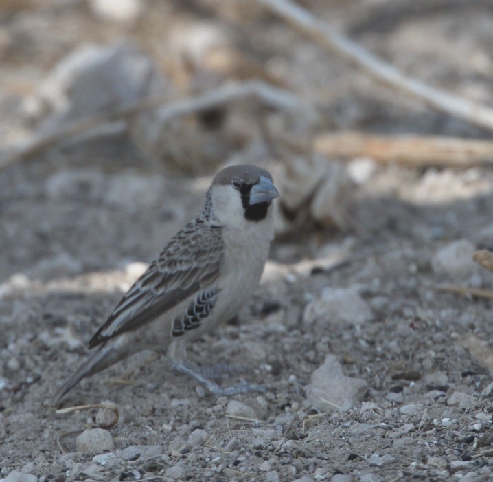 Sociable Weaver - ML643145808