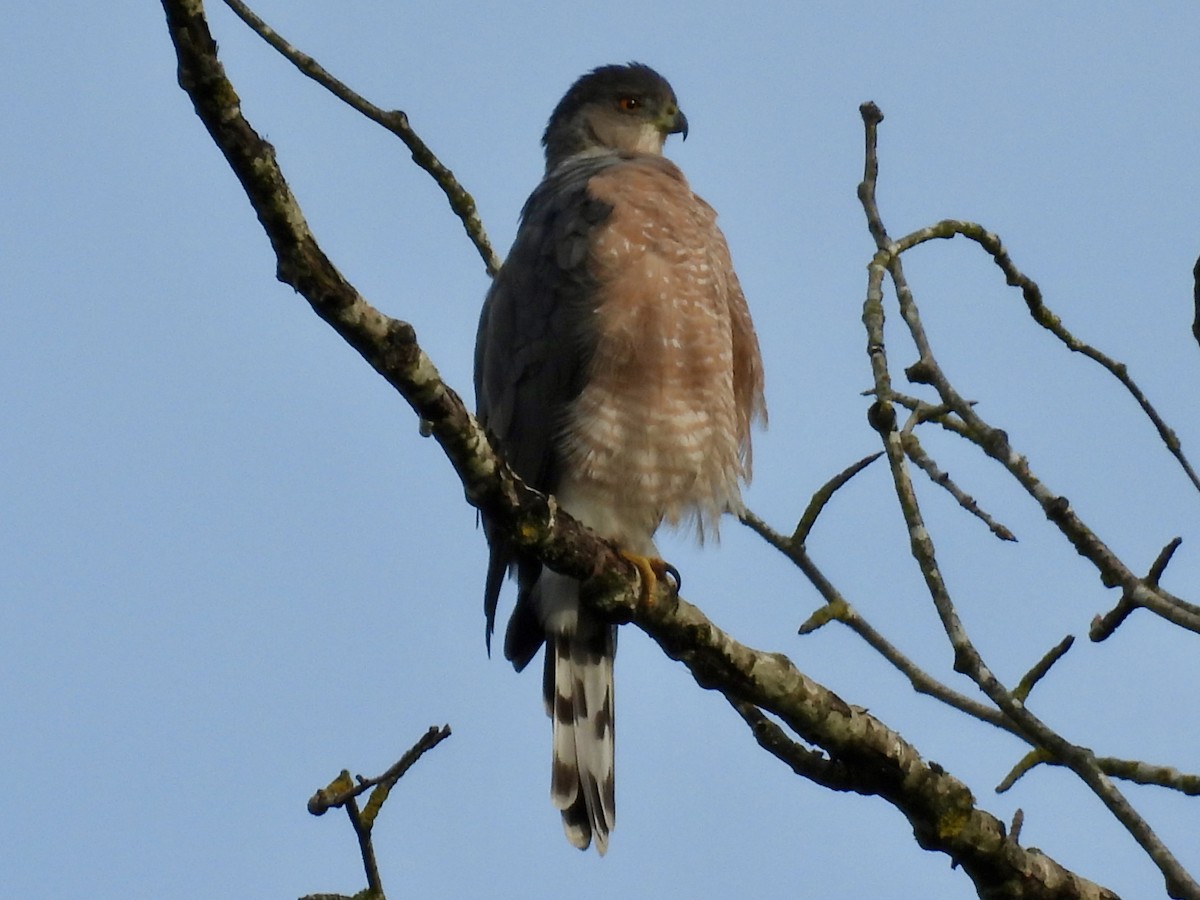 Cooper's Hawk - ML643145810