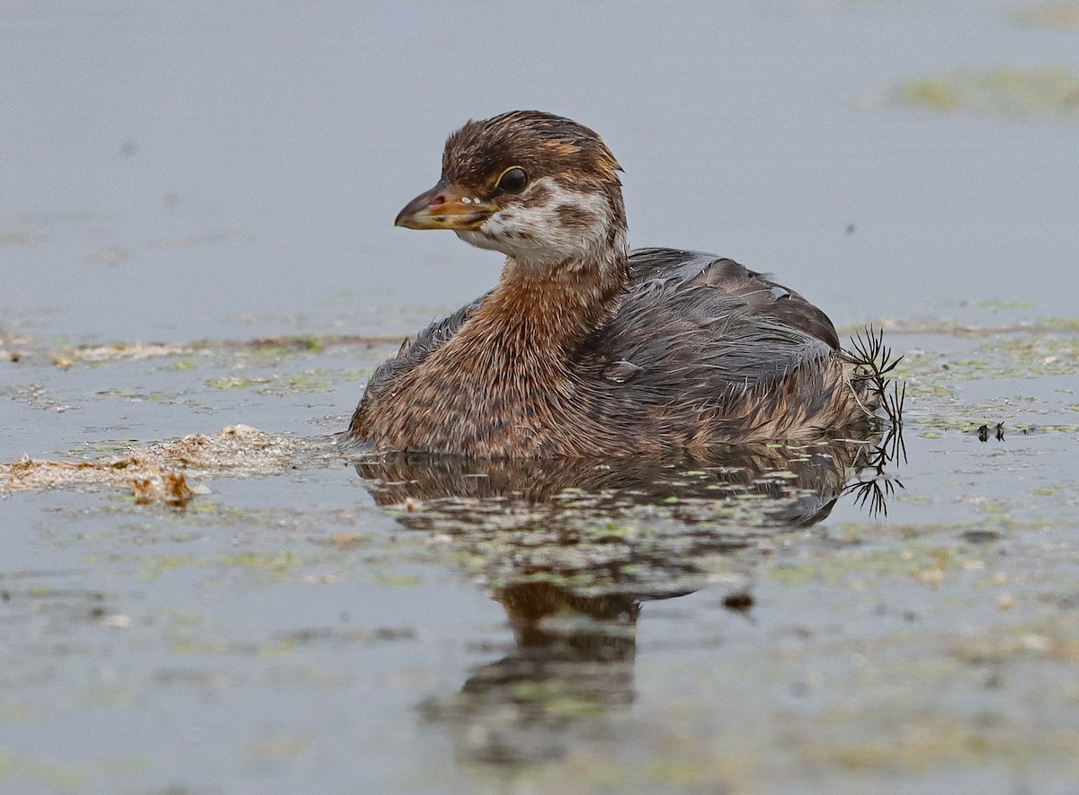 Pied-billed Grebe - ML643145812