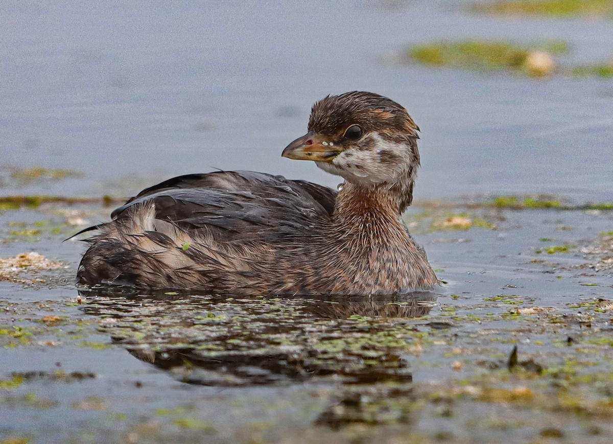 Pied-billed Grebe - ML643145813