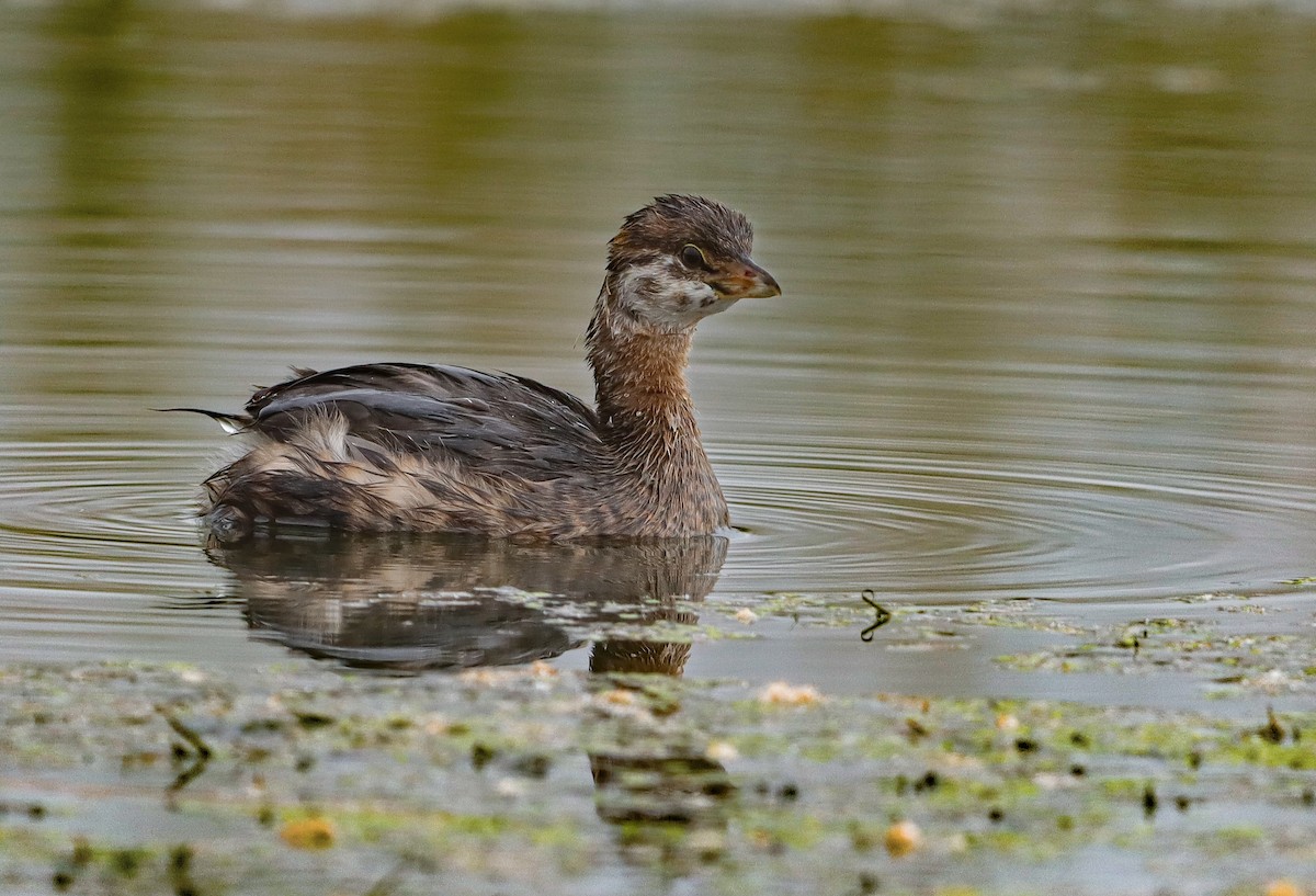Pied-billed Grebe - ML643145814