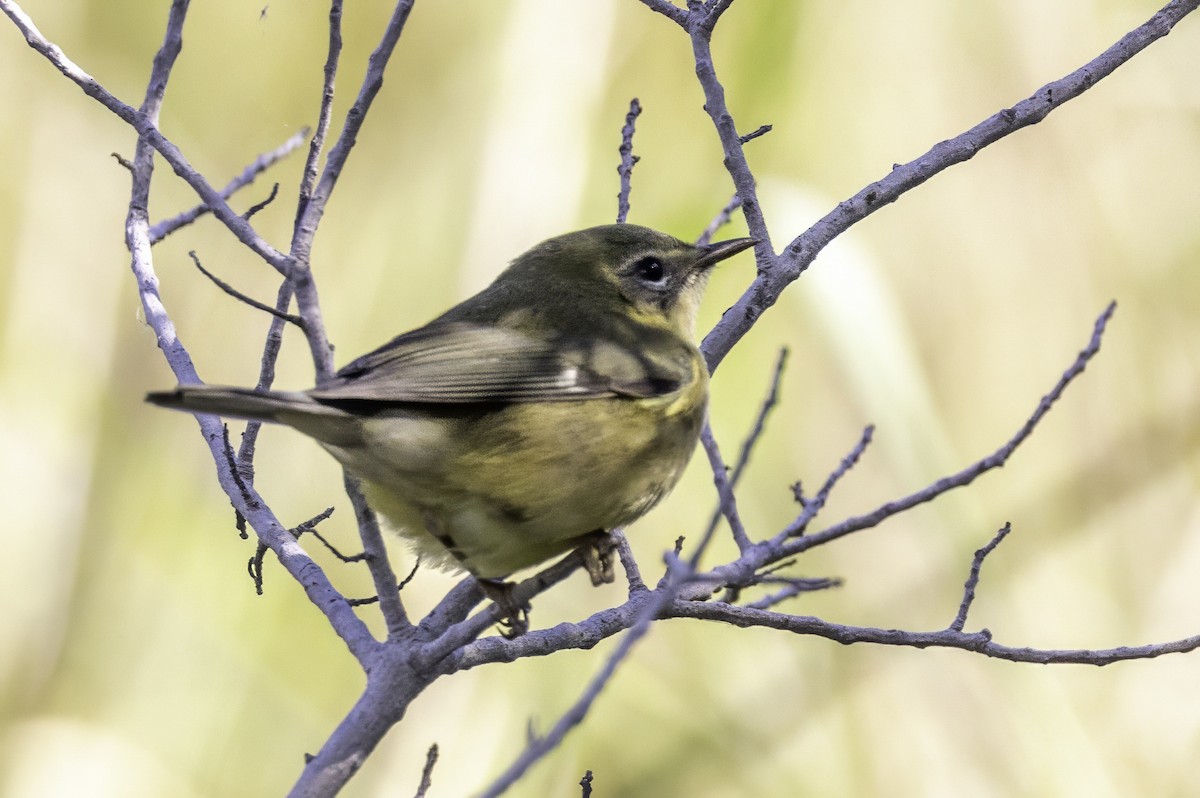 Black-throated Blue Warbler - ML643145815