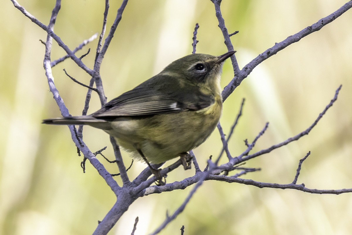 Black-throated Blue Warbler - ML643145817