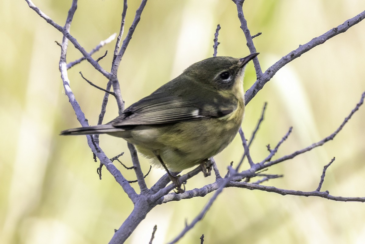 Black-throated Blue Warbler - ML643145818