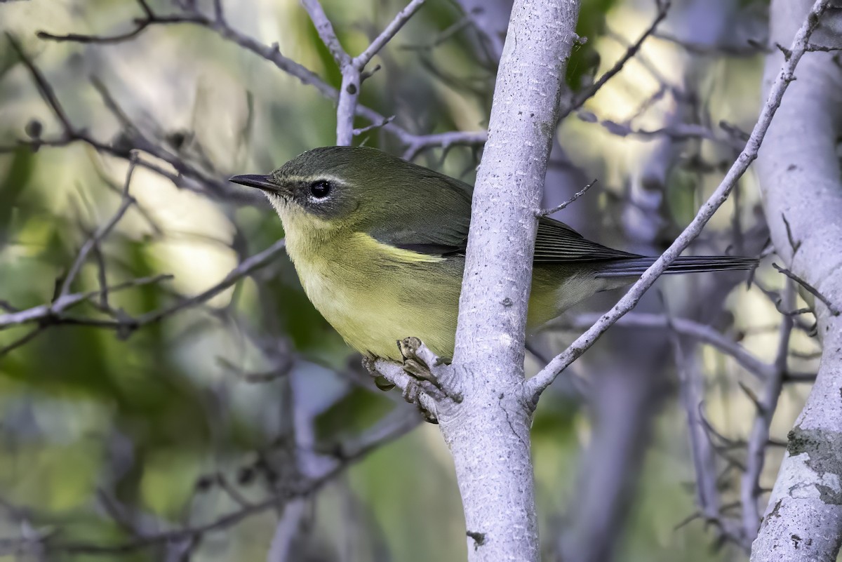 Black-throated Blue Warbler - ML643145819
