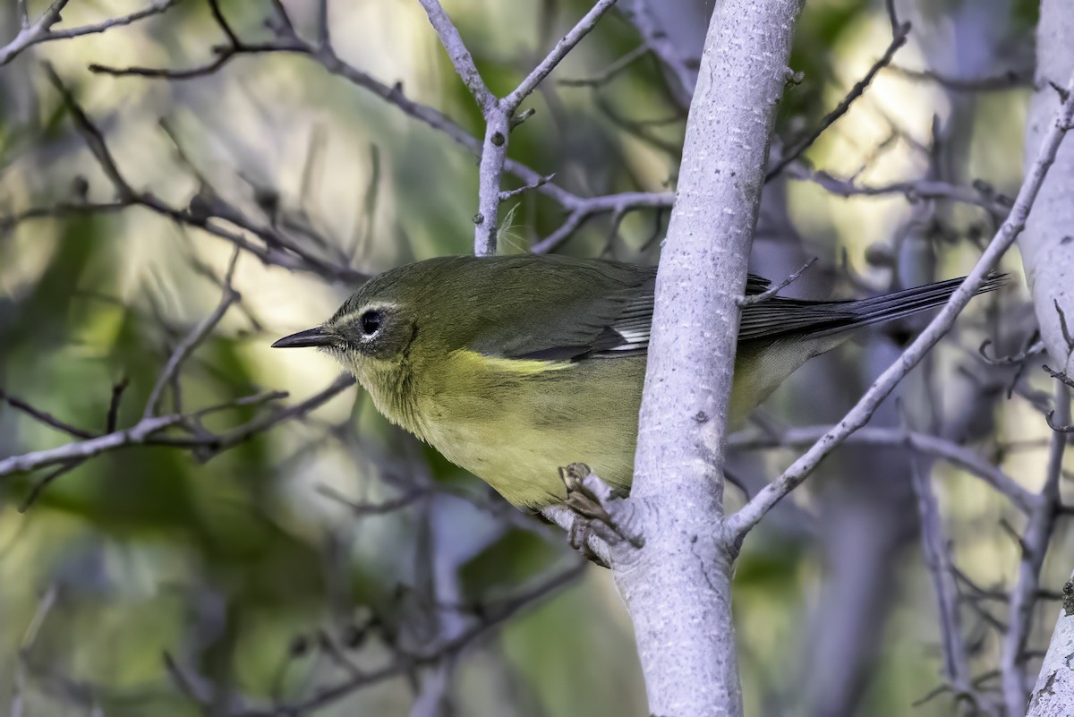 Black-throated Blue Warbler - ML643145823