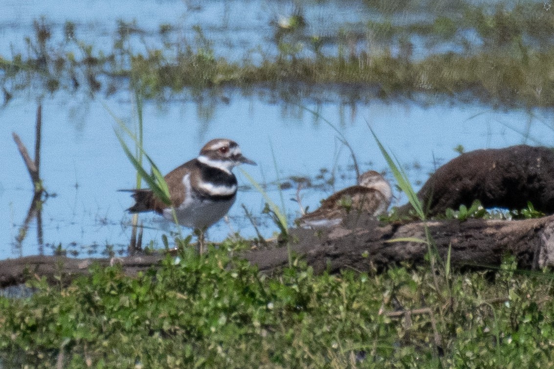 Killdeer - ML643145824