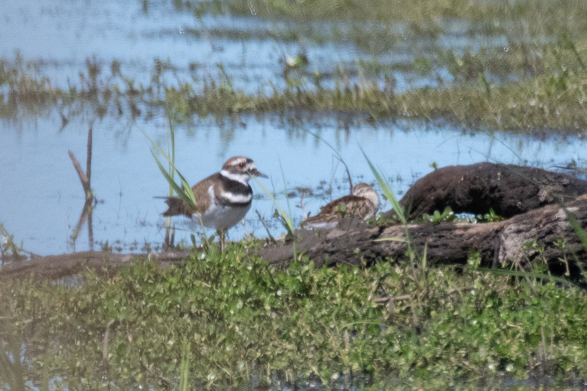 Killdeer - ML643145825
