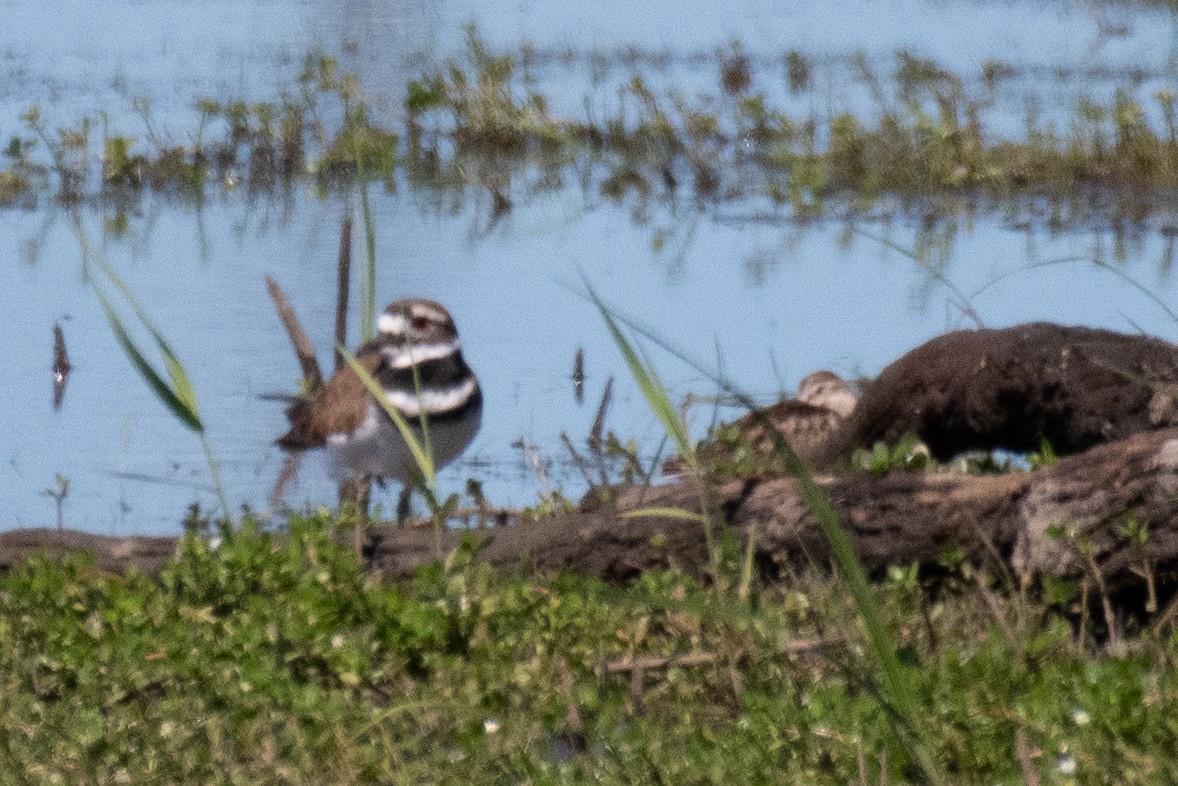 Killdeer - ML643145826