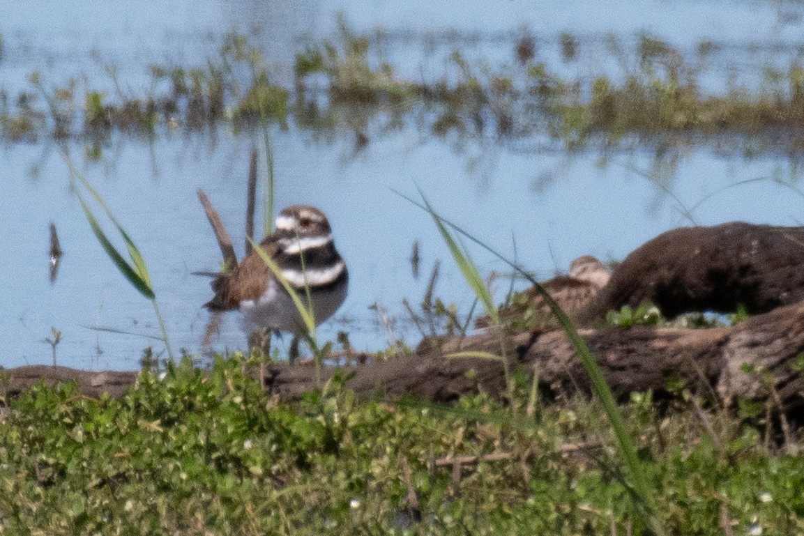 Killdeer - ML643145827