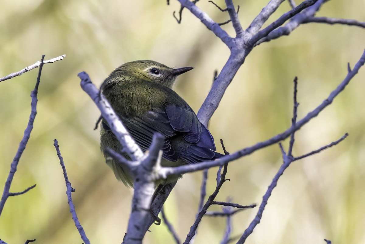 Black-throated Blue Warbler - ML643145829
