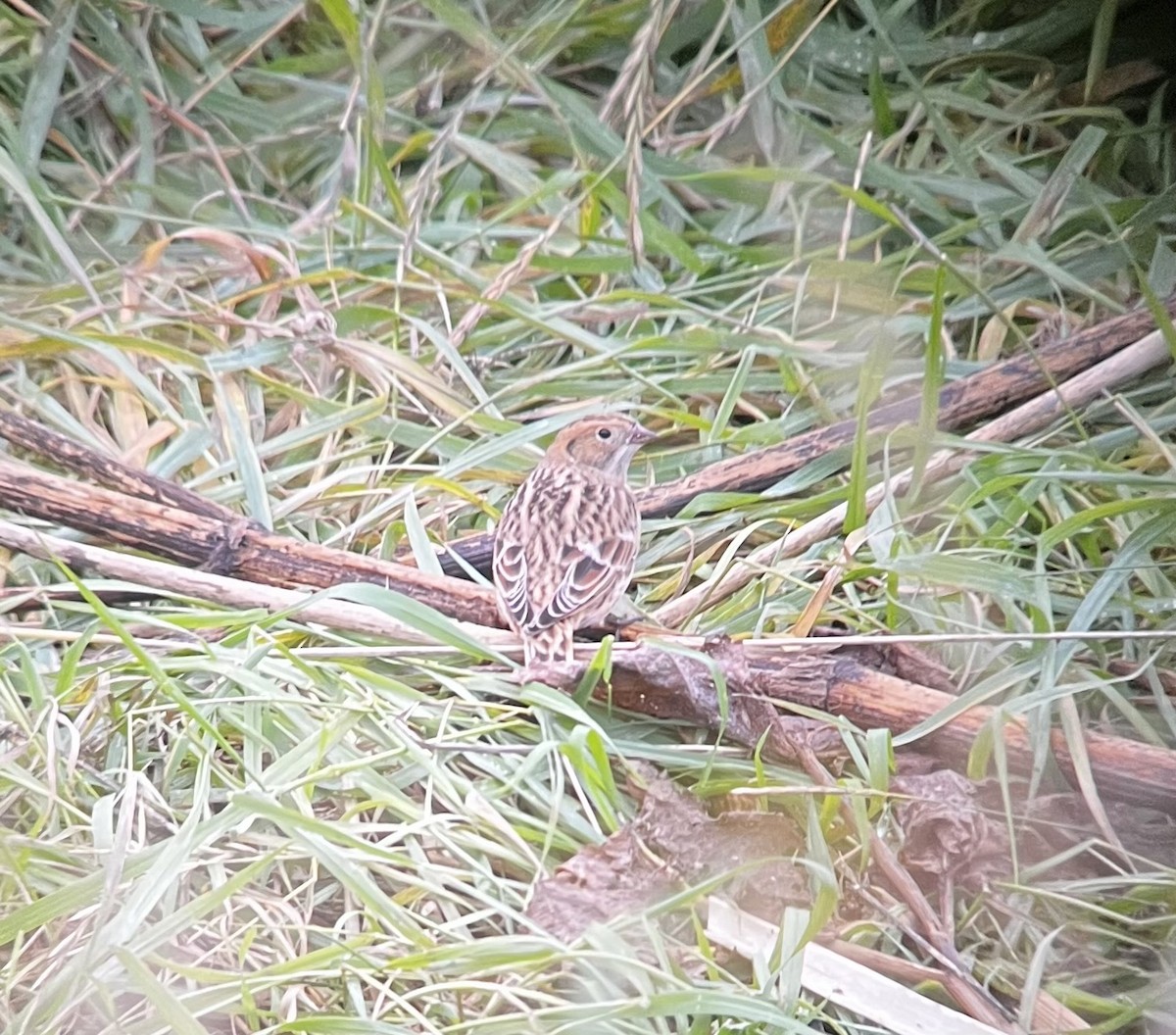 Lapland Longspur - ML643145830