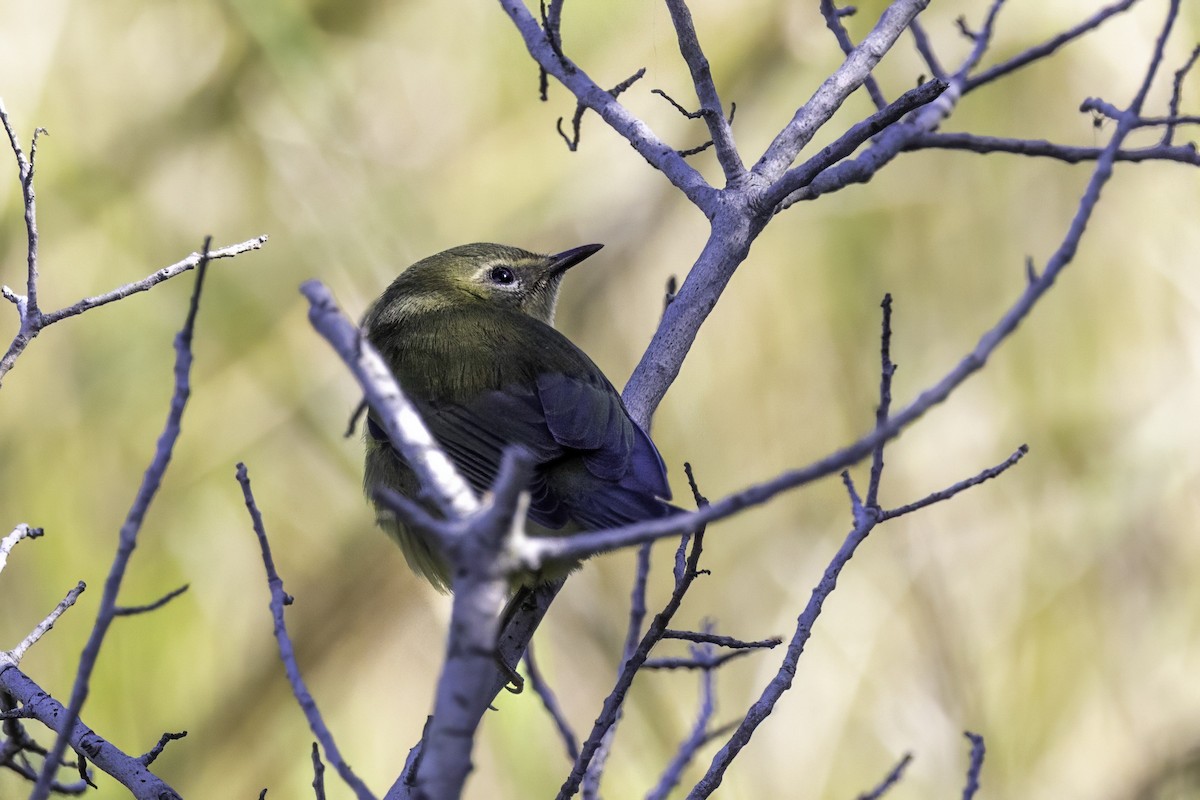 Black-throated Blue Warbler - ML643145831