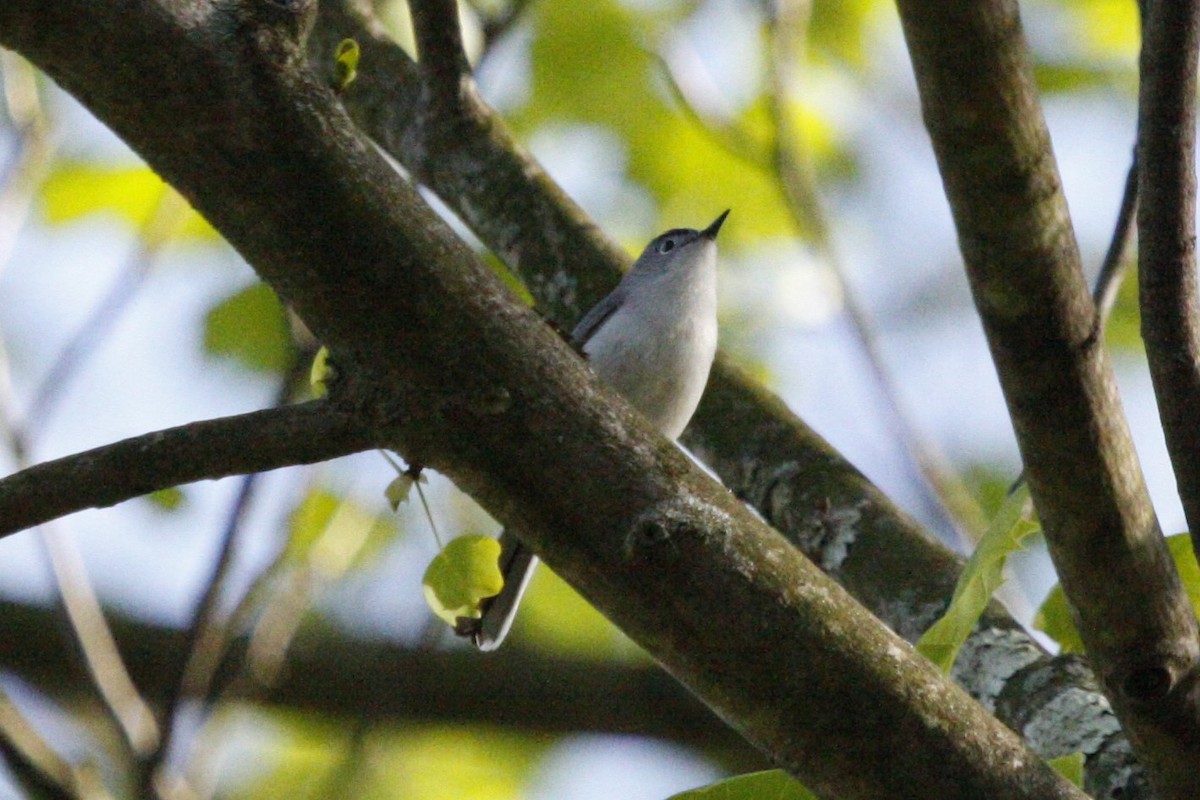 Blue-gray Gnatcatcher - ML643145833