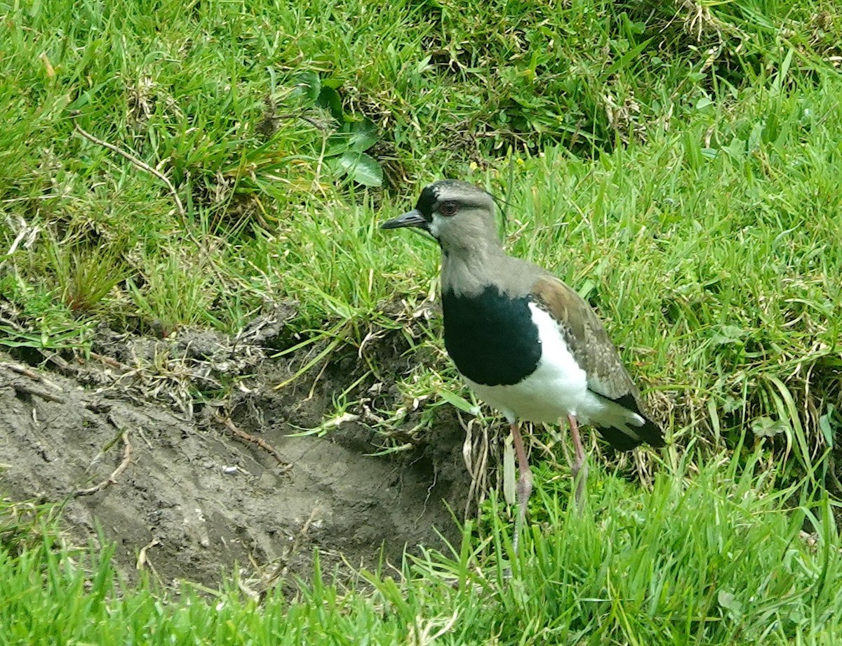 Southern Lapwing - ML643145841