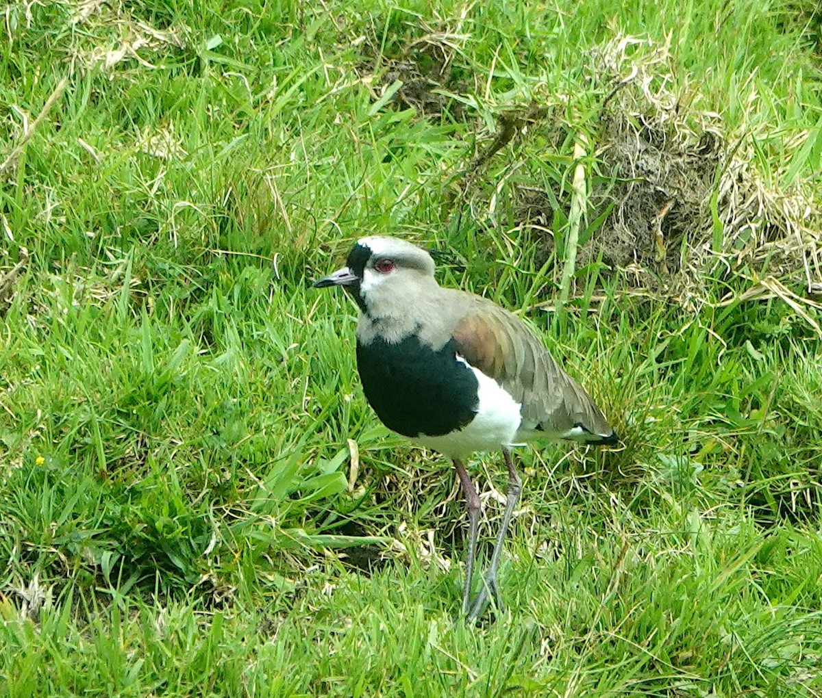 Southern Lapwing - ML643145842