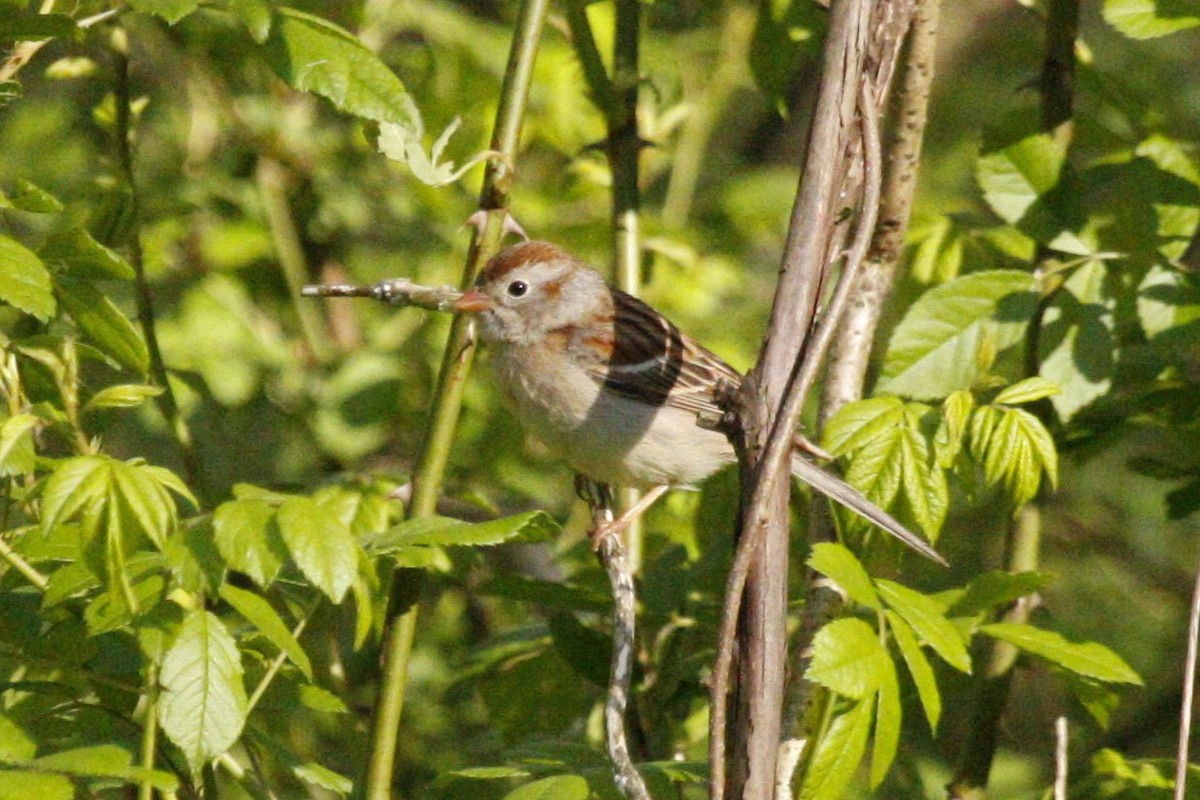 Field Sparrow - ML643145843