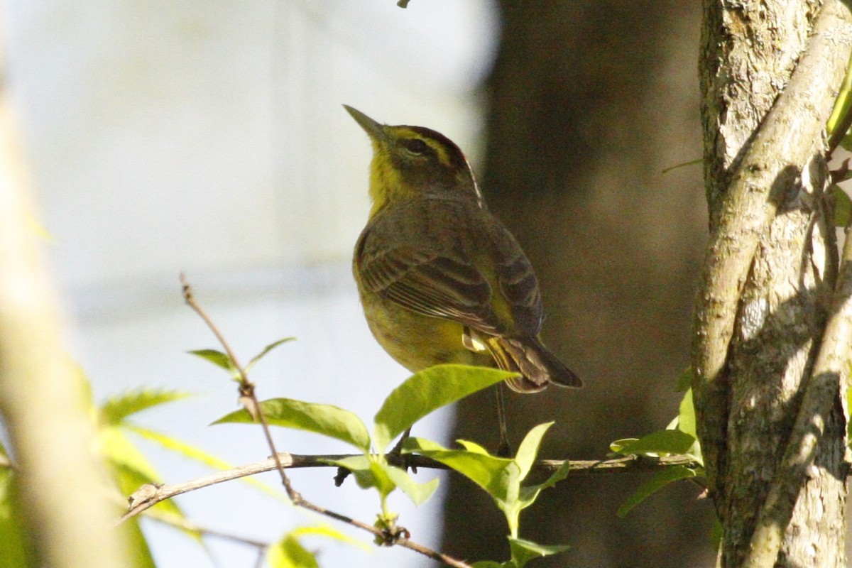 Palm Warbler (Yellow) - ML643145857