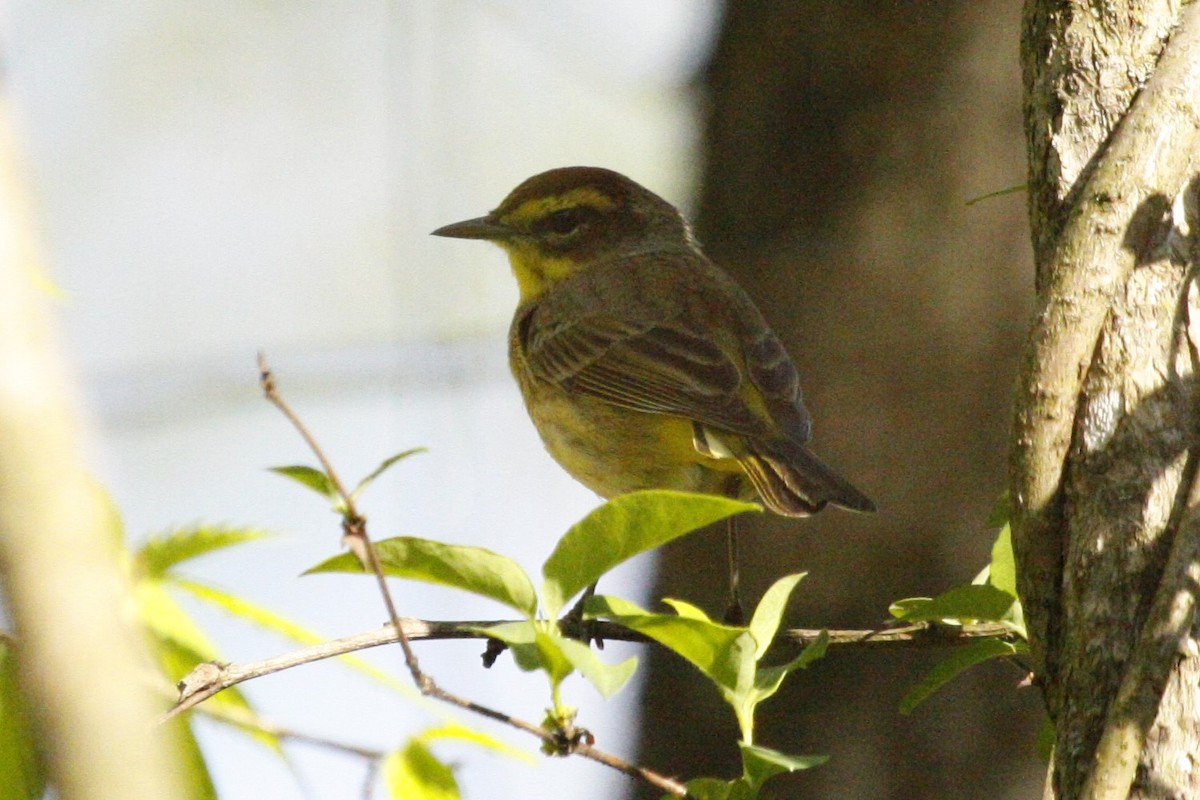 Palm Warbler (Yellow) - ML643145858