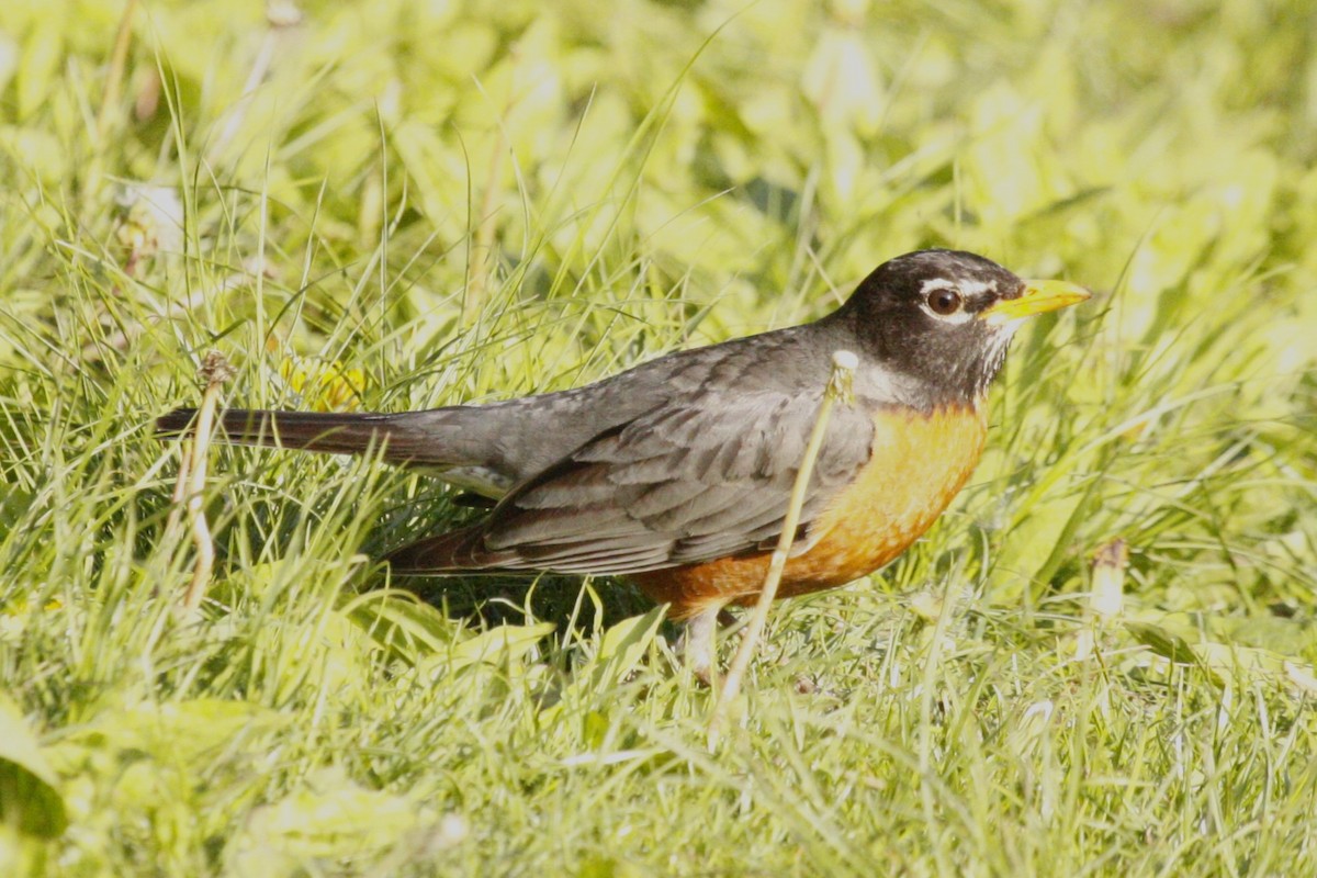 American Robin - ML643145870