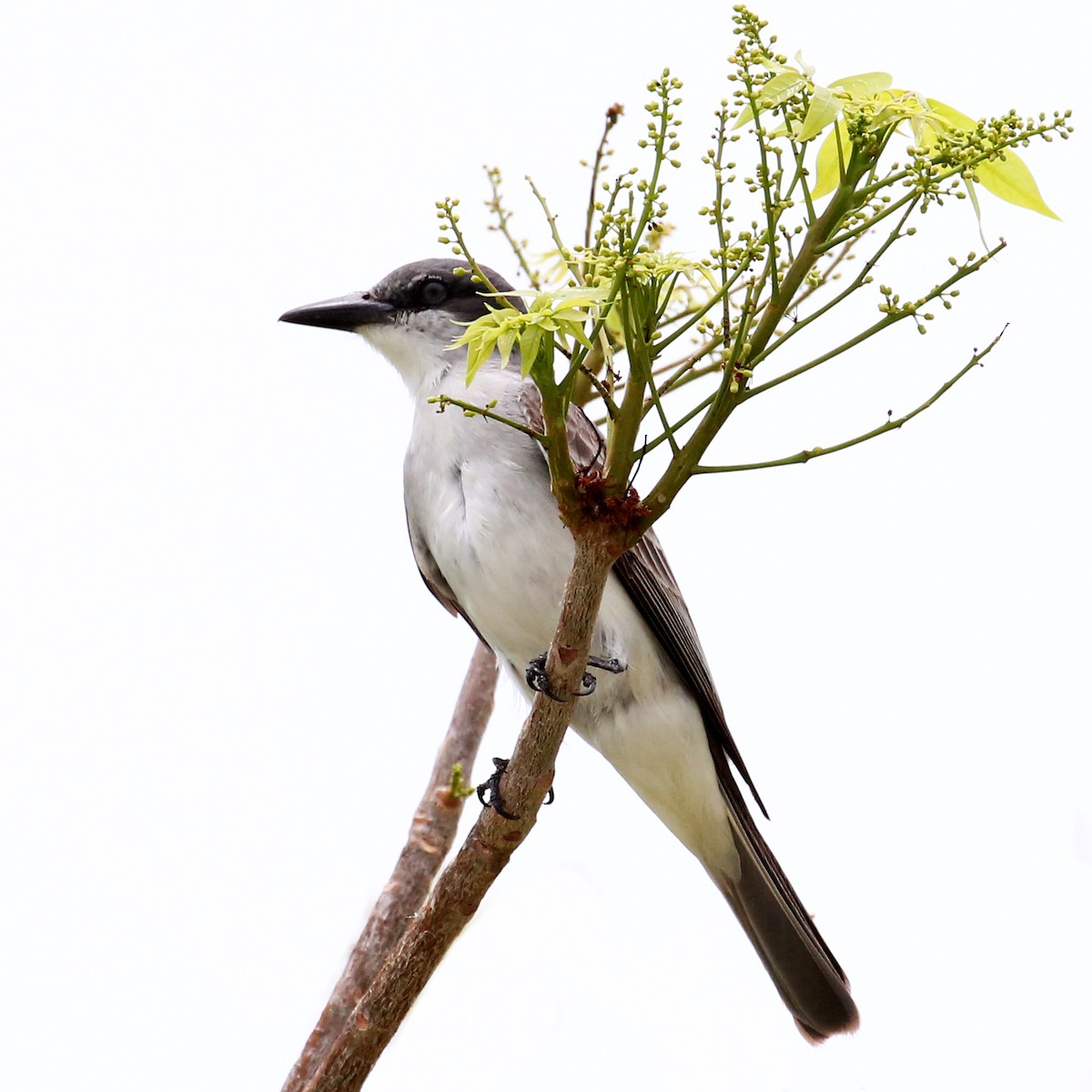 Gray Kingbird - ML643145872