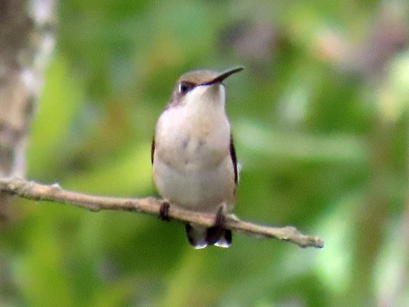 Ruby-throated Hummingbird - ML643145894