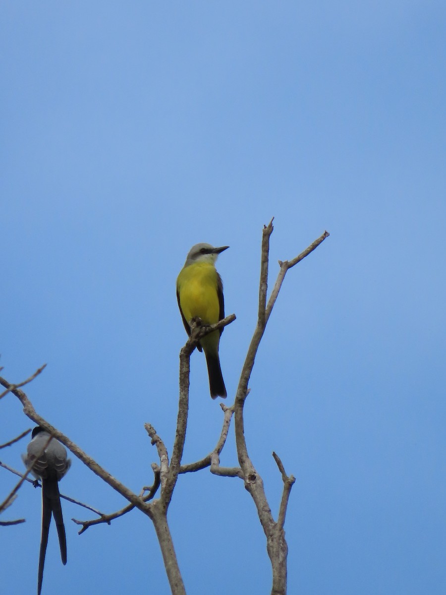 White-throated Kingbird - ML643145911